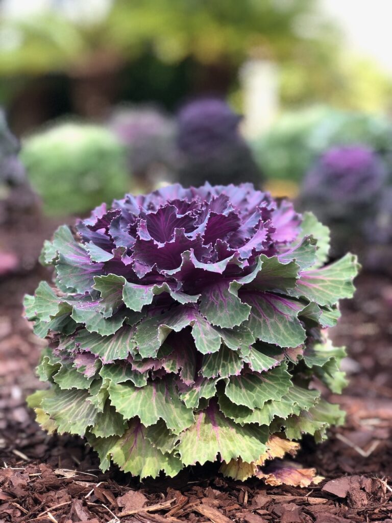 This is a photo of kale growing outside to demonstrate what to put in compost bin to start.