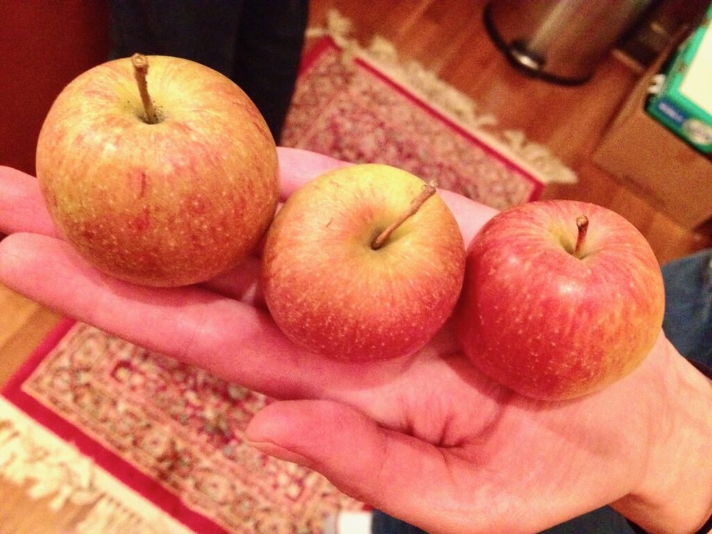 Here is a hand holding three apples to illustrate why should you compost.