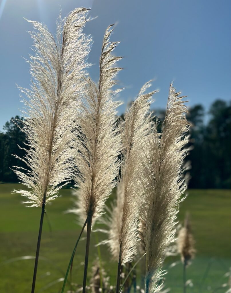 These are natural pampas grasses to demonstrate creative wedding send offs.