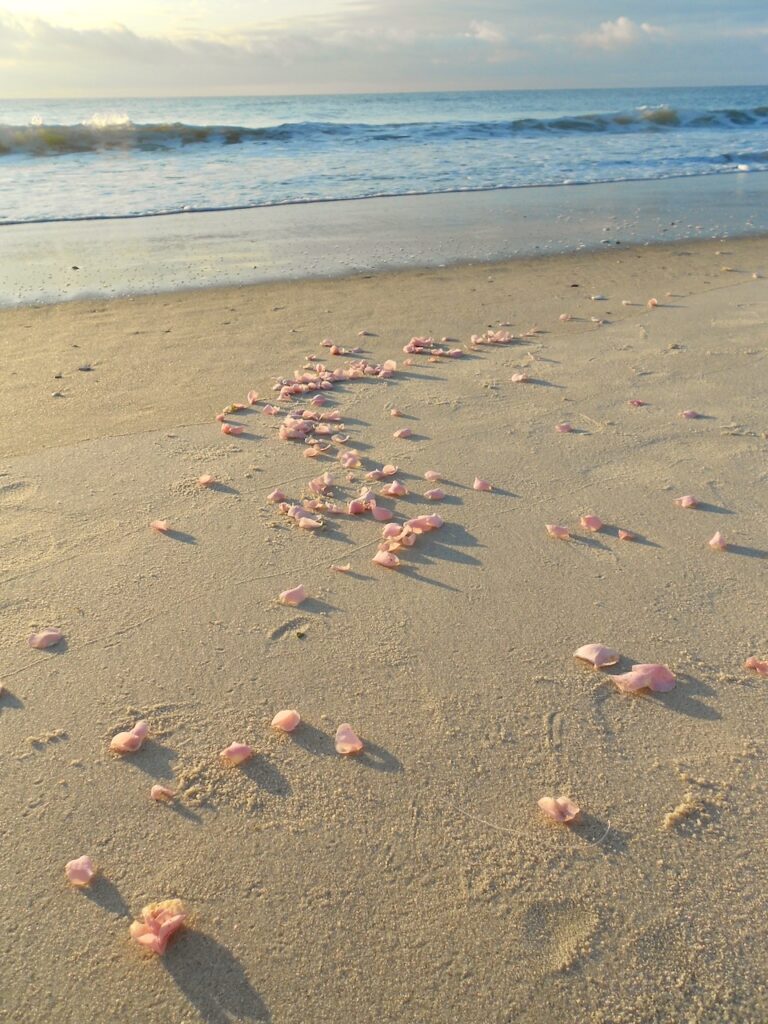 These are pink rose petals on the shore of Pawley's Island, South Carolina to show eco friendly wedding send off ideas.