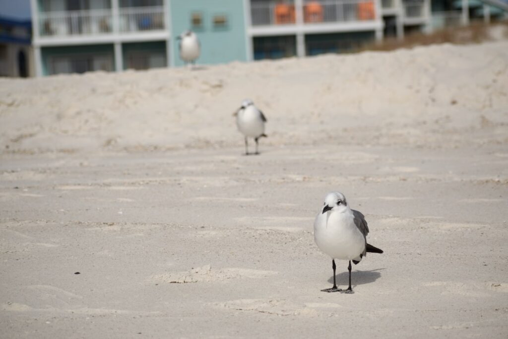 These are three cute birds Kat photographed on the beach to talk about wedding grand exit ideas.