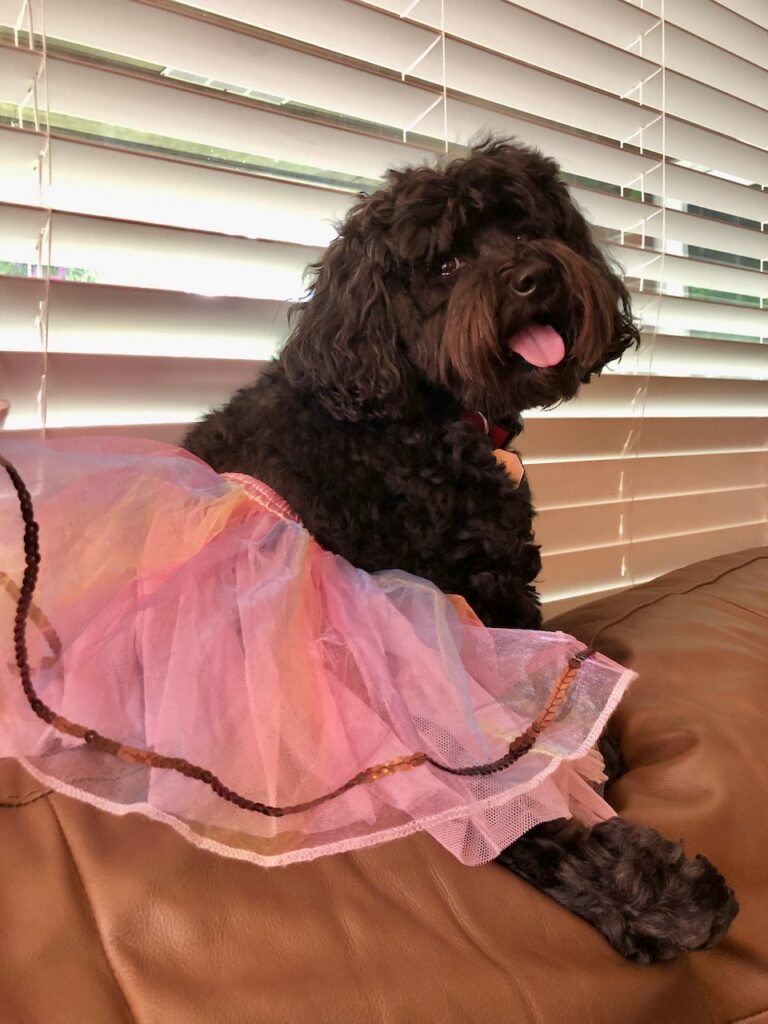 This is Cosette, Kat's dog, in a tutu which has nothing to do with what is a cold pack, but it's still fun.