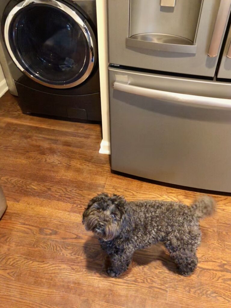 This is Kat's schnoodle dog standing in front of the washer and fridge to explain how to do laundry step by step.