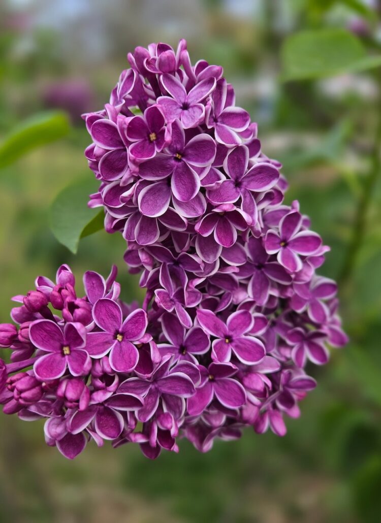 my secret garden flowers
