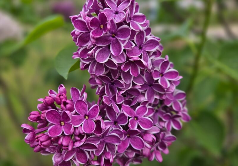 my secret garden flowers