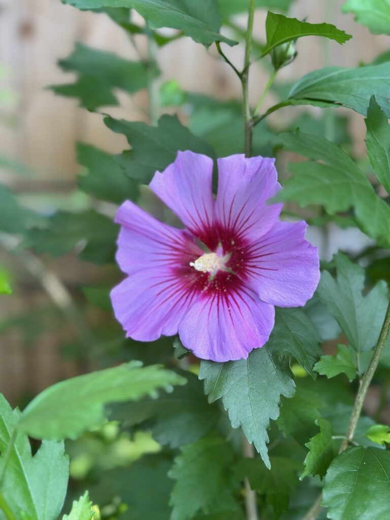 This is a periwinkle Rose of Sharon flower to show unique flowers and their meanings.
