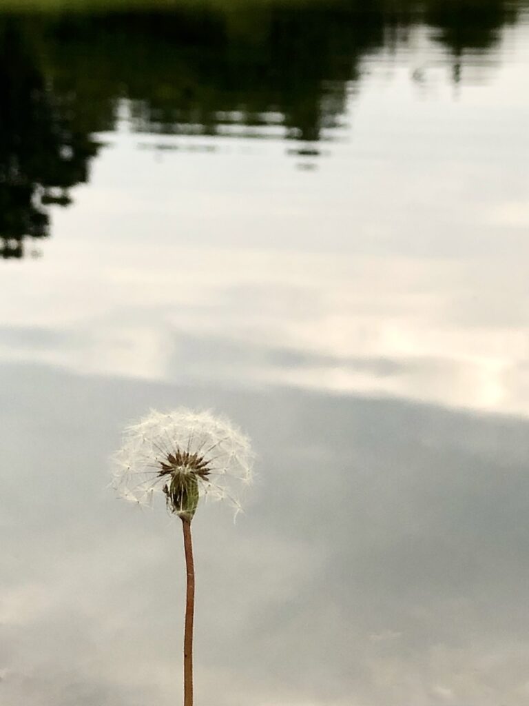 This is a white dandelion waiting to be wished on to share fun facts about pollinators.