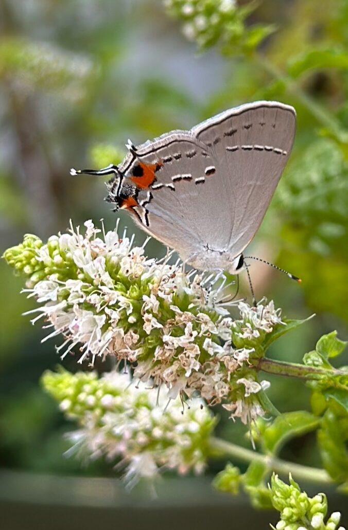 how to help pollinators