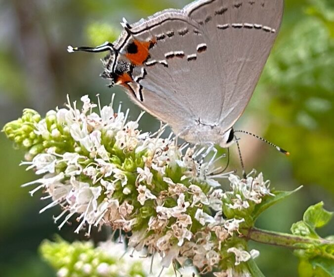 how to help pollinators