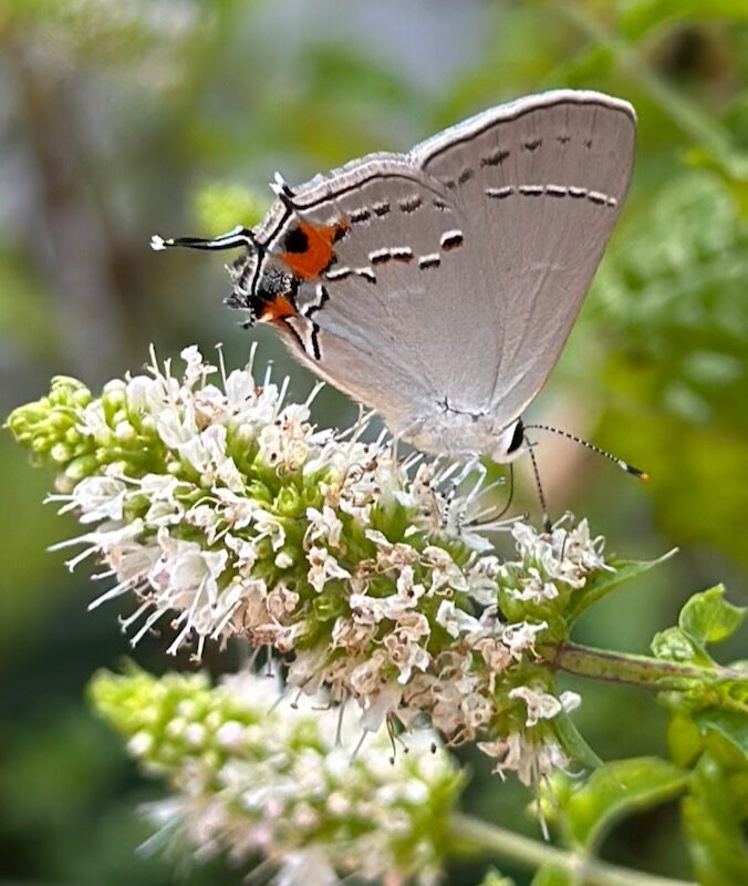 how to help pollinators