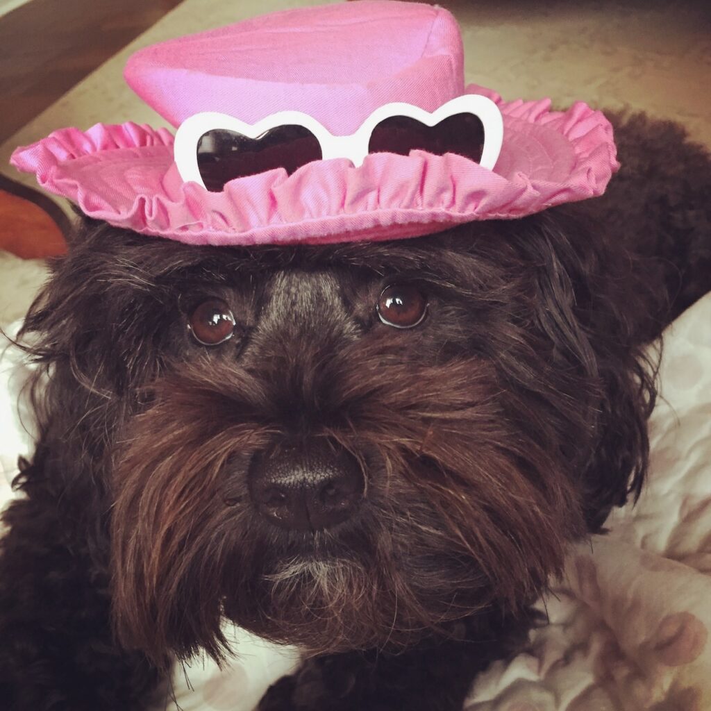 This is Kat's schnoodle dog wearing a pink ruffled hat with white heart sunglasses to show low buy clothing and non low buy clothing.