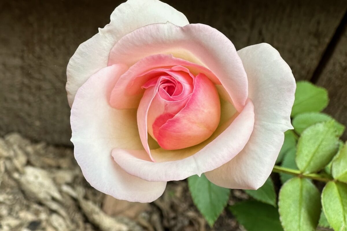 awesome word generator