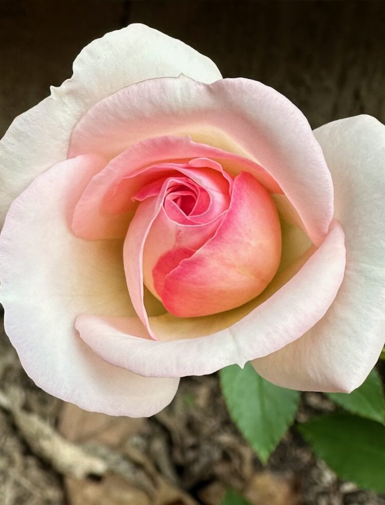 awesome word generator