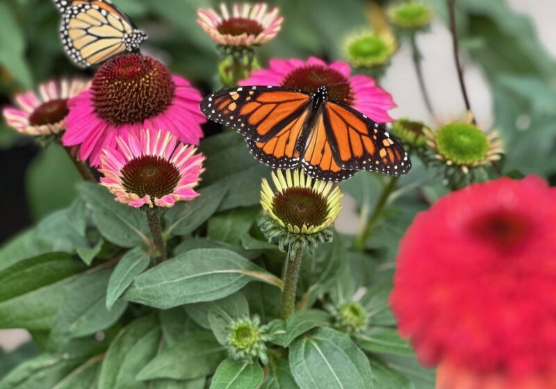 backyard habitat ideas