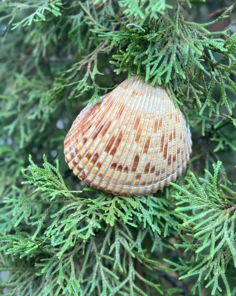This is a seashell on an evergreen tree to show non toxic christmas garland and ornaments.