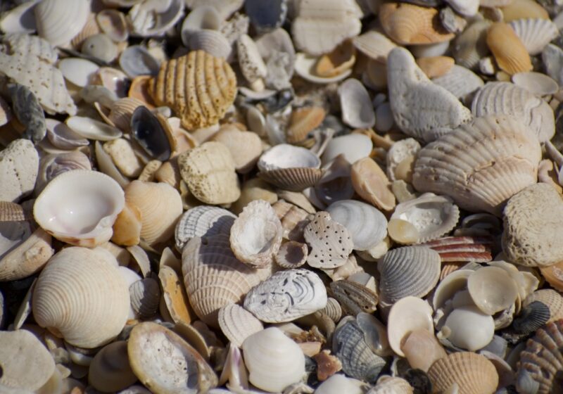 eco friendly things list