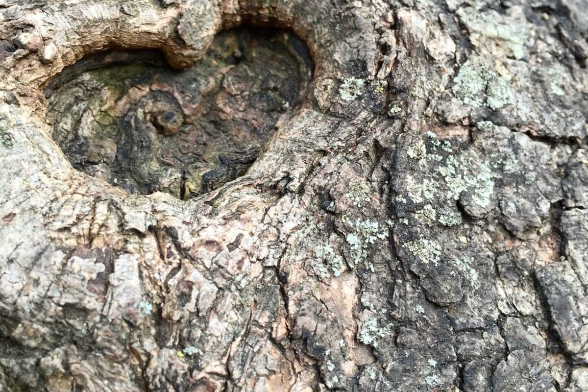 jane goodall chimpanzee