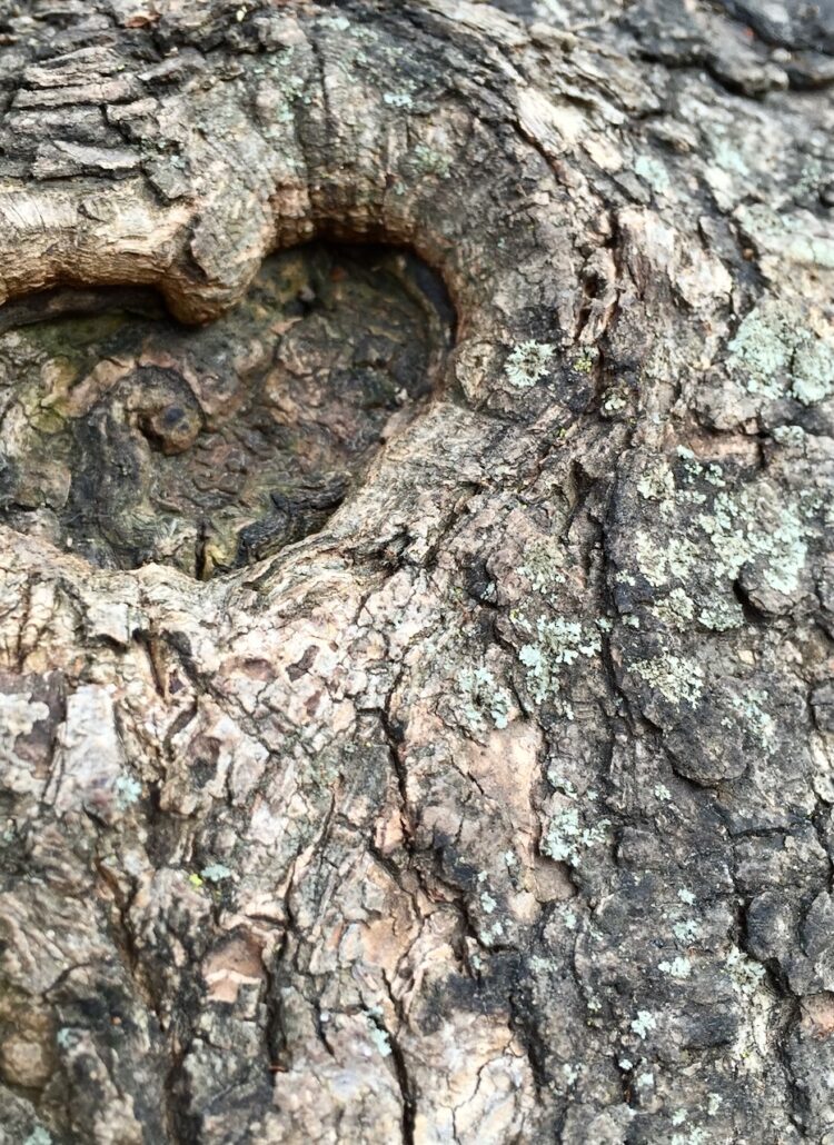 jane goodall chimpanzee