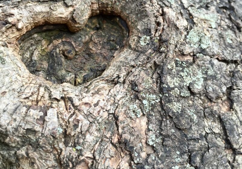 jane goodall chimpanzee