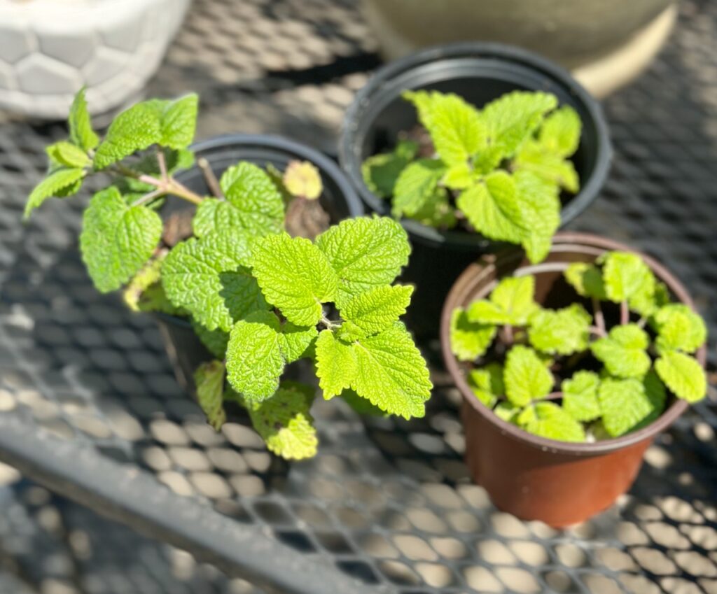 These are potted garden herbs on a table outside to show what to donate to a food pantry.