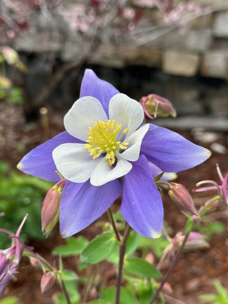 This is a gorgeous purple and white flower to show diy secret garden ideas inspired by Easter.