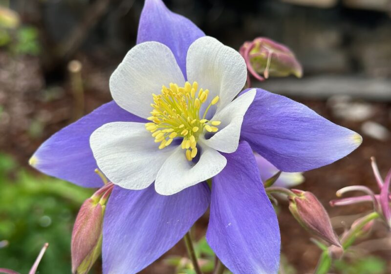 diy secret garden ideas