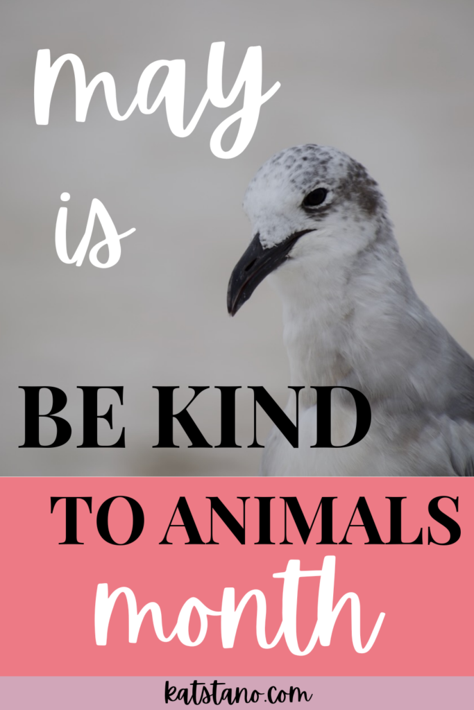 This is a Pinterest graphic of a sea bird to show how to be kind to animals. It says, "May is Be Kind to Animals Month. katstano.com"