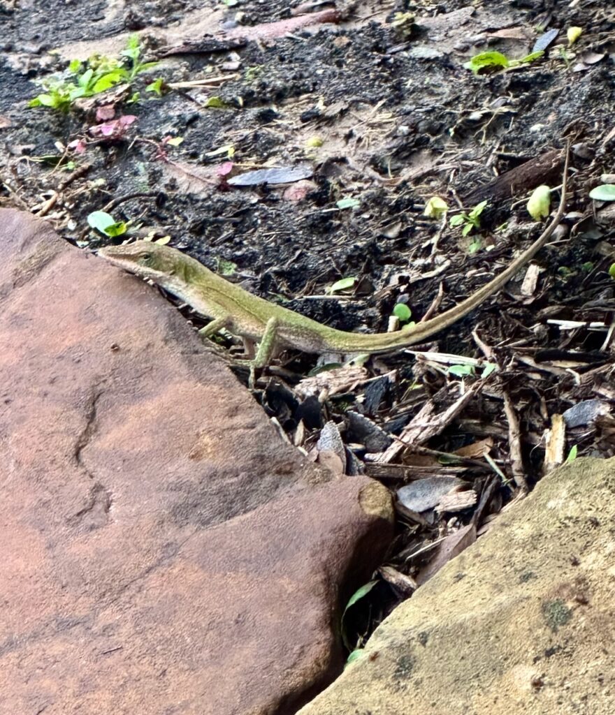 This is a small lizard to show how to be kind to animals.