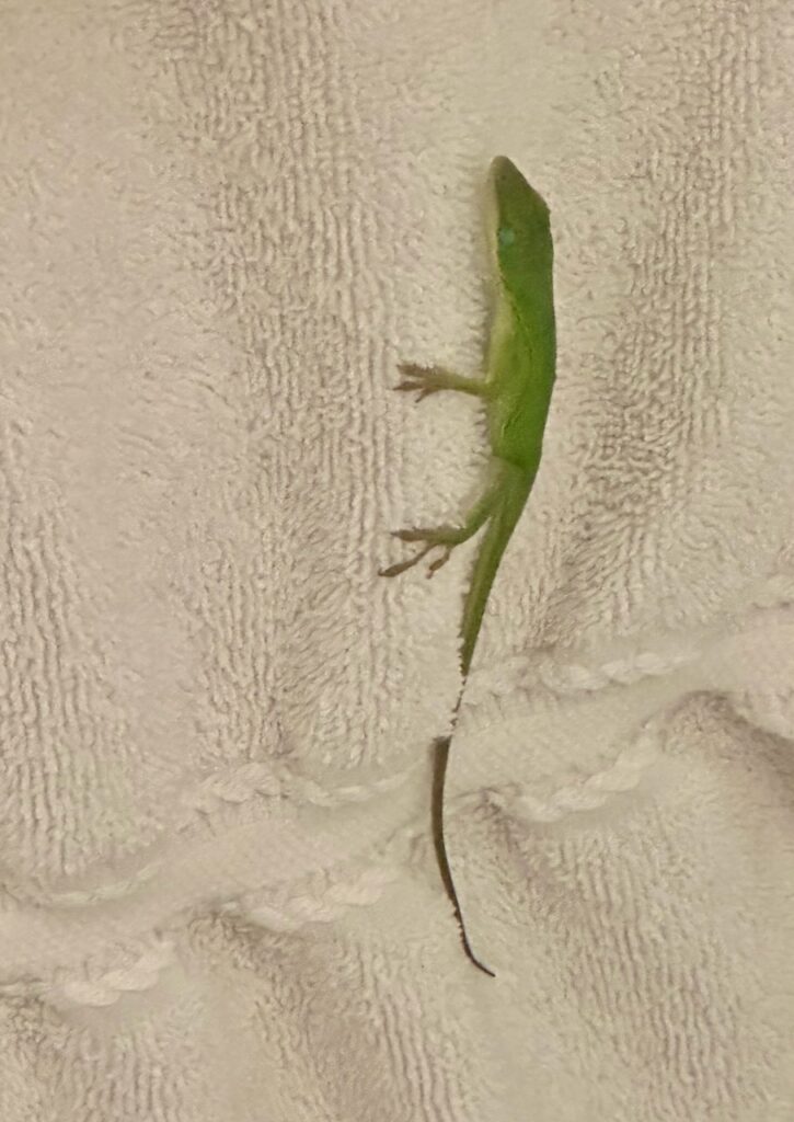 This is a small green lizard on a towel to show how to be kind to animals month.