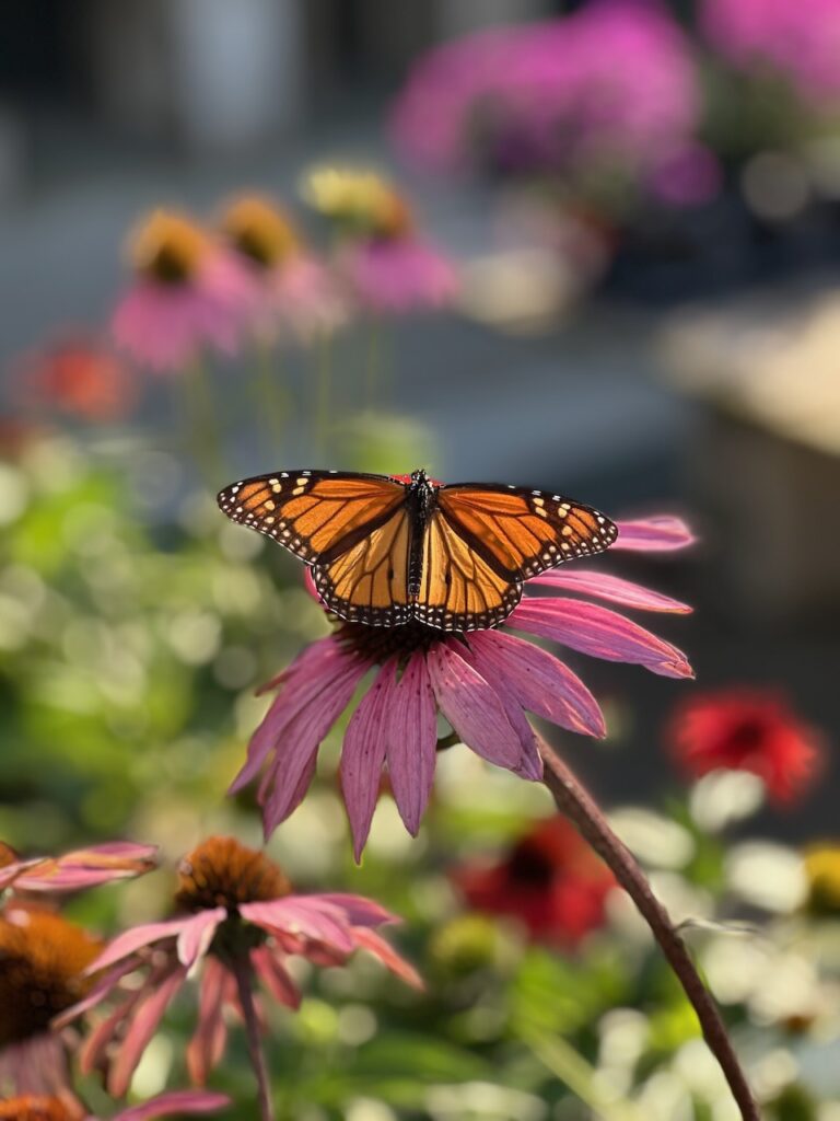 This is a monarch butterfly on a coneflower to show be kind to animals story.