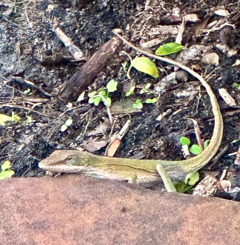 This is a green lizard to show how being nice to animals is important.