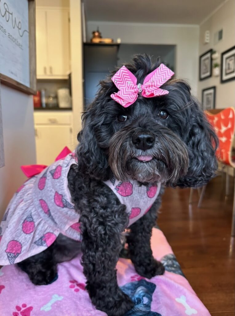 This is a schnoodle dog dressed in a dress with ice cream cones and wearing a big bow on her head to talk about fashion and the breakup with plastic.