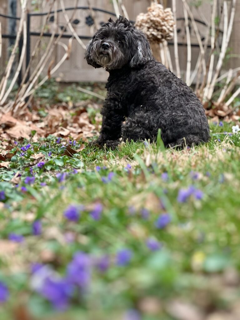 This is Kat's schnoodle dog sitting in the yard with the wild violets to show compassion towards animals.