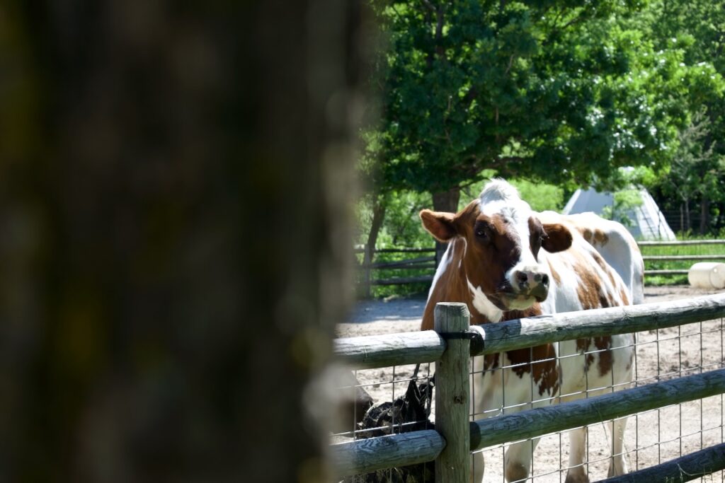 This is a brown and white cow looking over a fence to show how can i help animals as a kid.