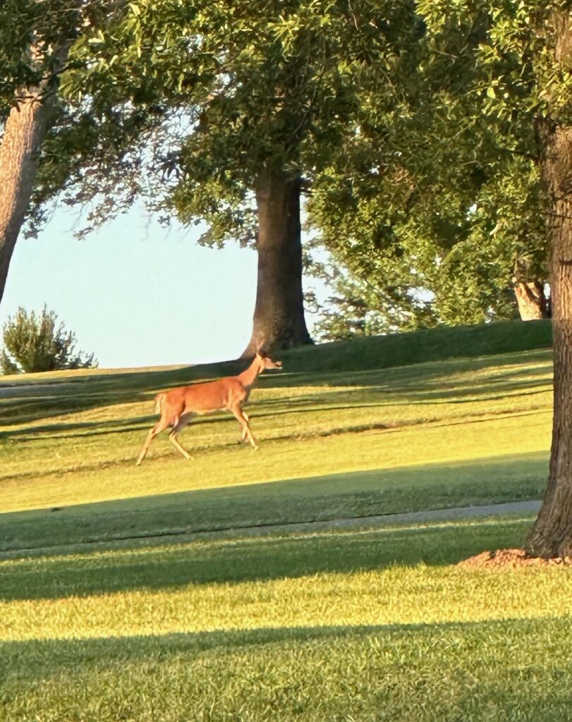 This is a deer on a golf course to show kindness to animals story.
