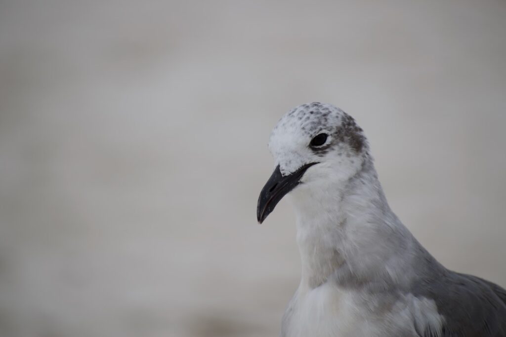 This is a seabird to show why should we be kind to animals.