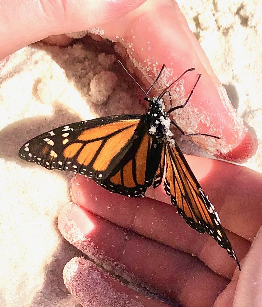 This is Kat holding a Monarch butterfly to show why should we care for animals.