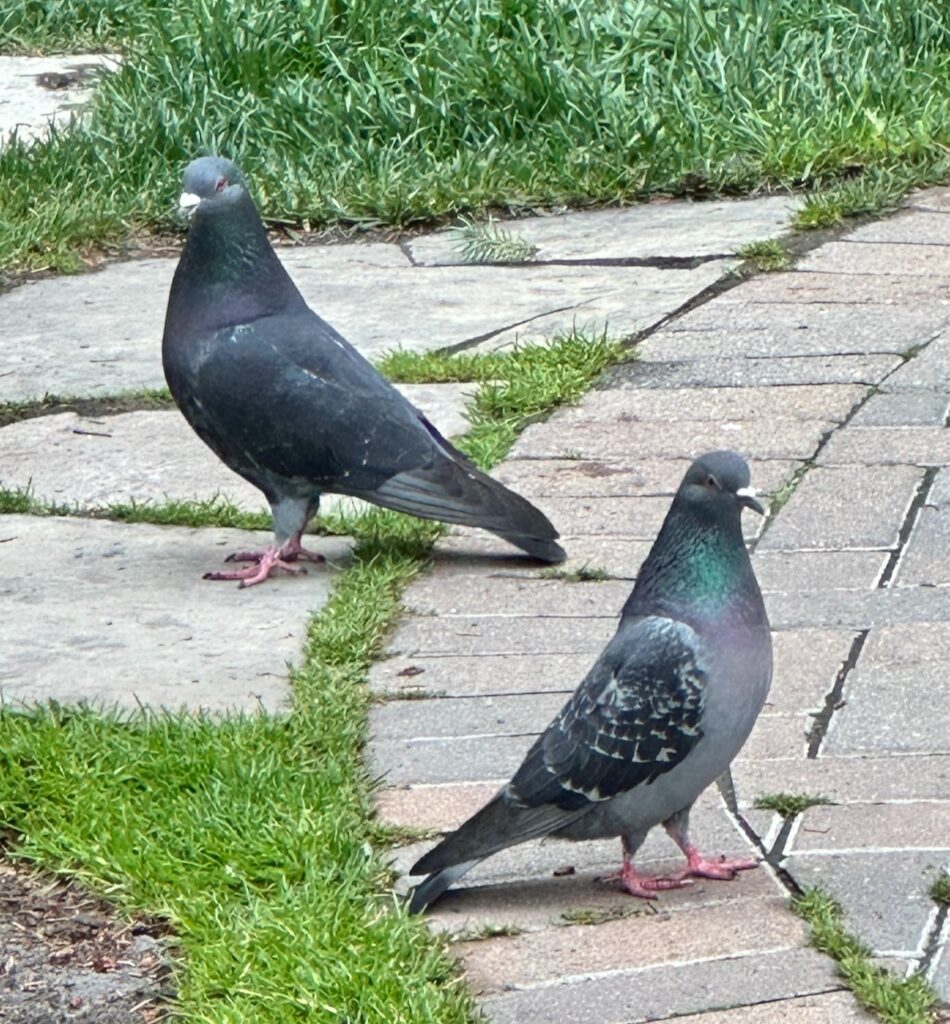 These are two pigeons to show why should you be kind to animals.