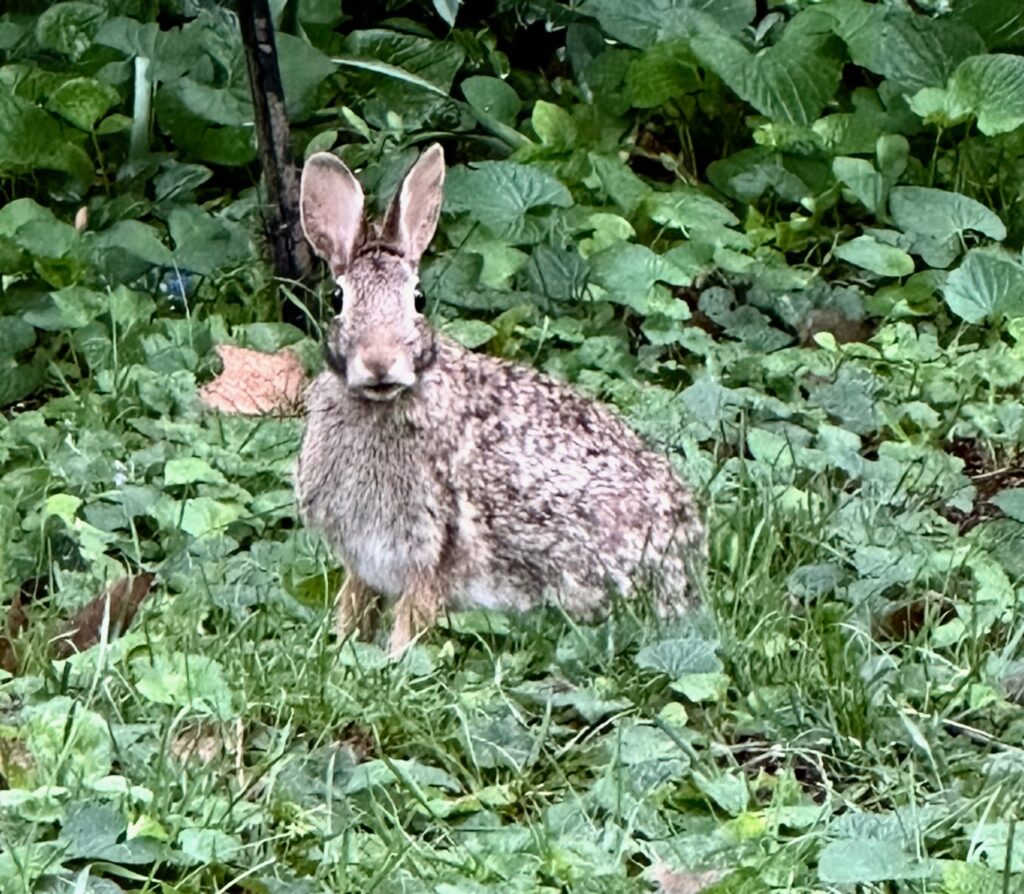 This is a bunny sitting in the grass and wild violets to share are dandelions good for wildlife.
