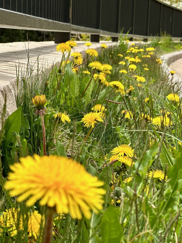 This is a row of dandelions to see are dandelions good for you.