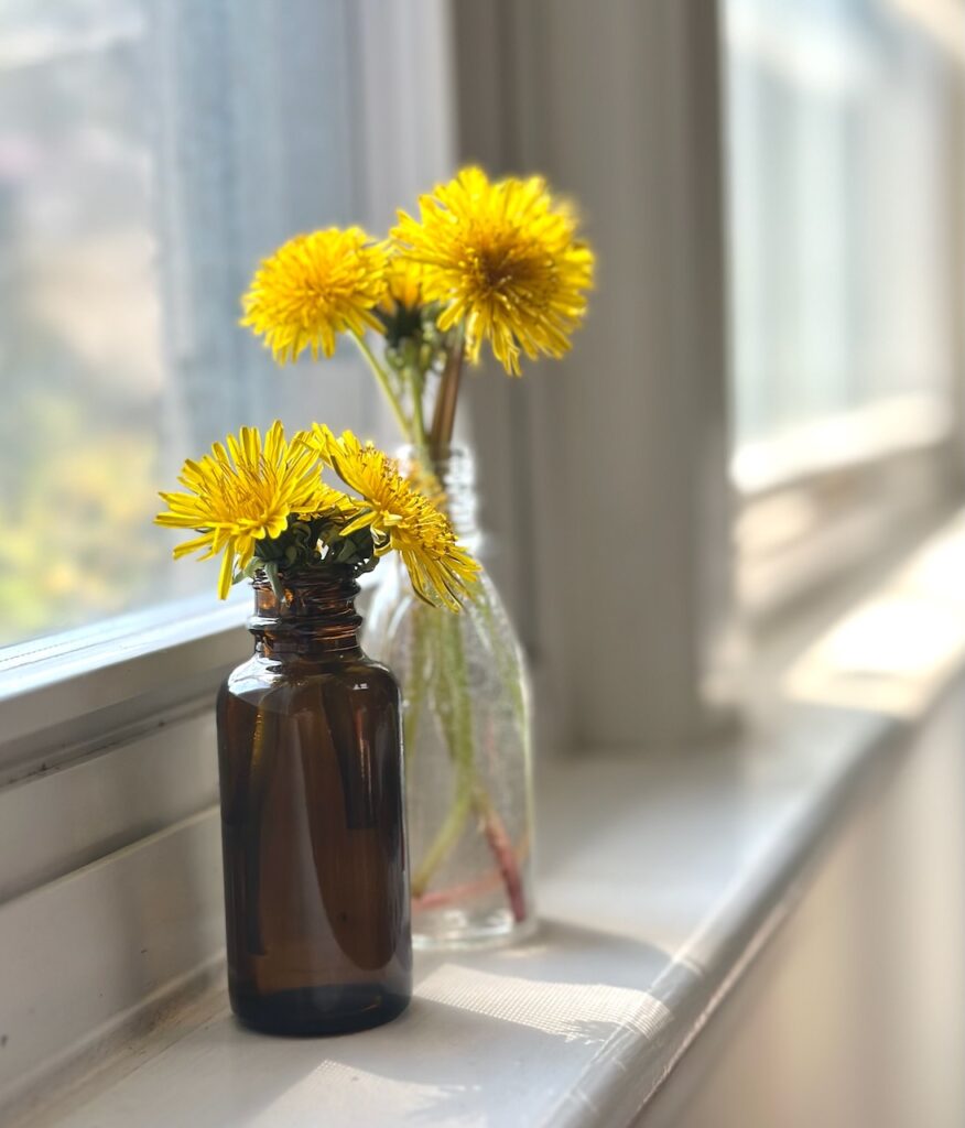 These are dandelions in small vases on a windowsill to show dandelion benefits.