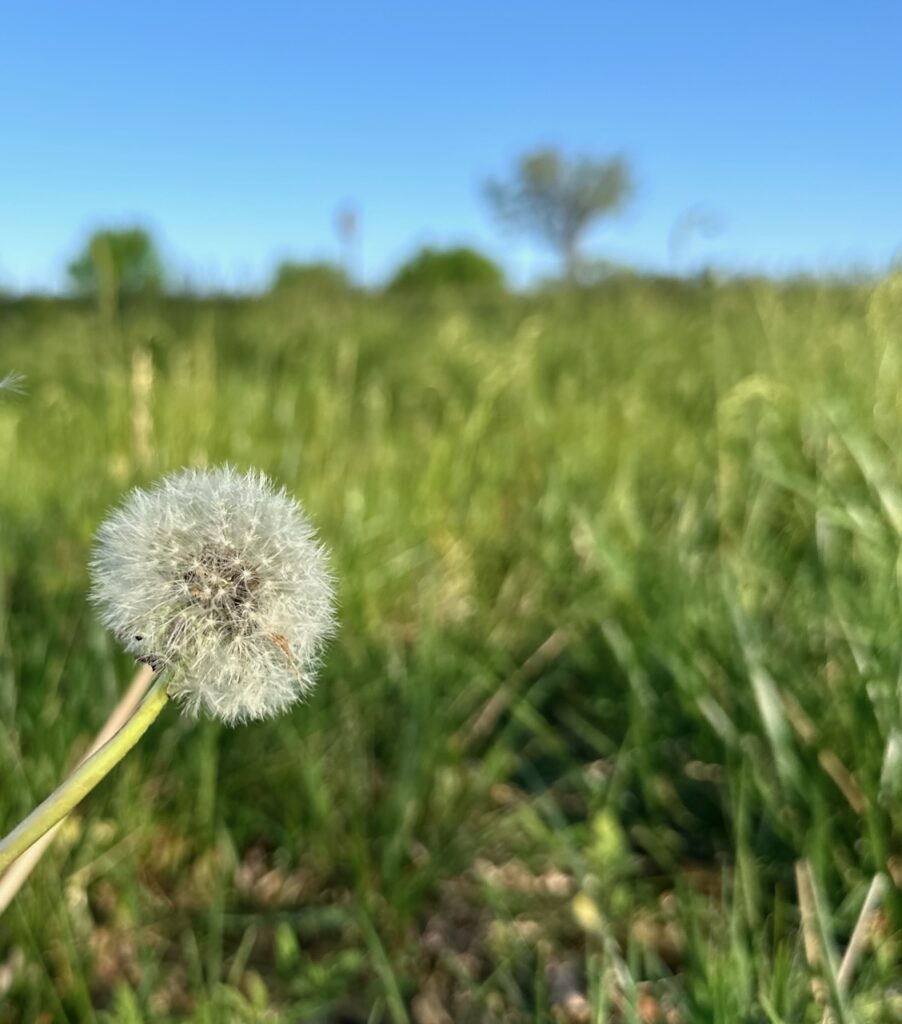 A white dandelion puff to make a dandelion wish.