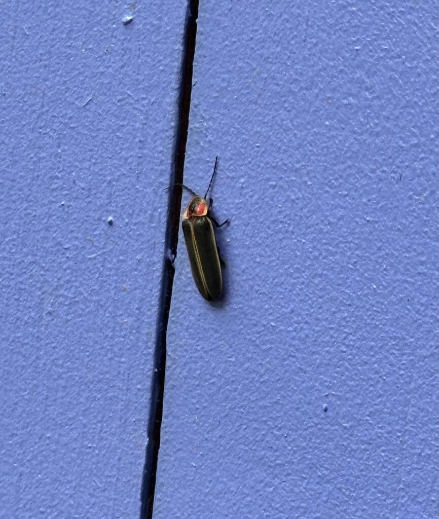 This is a firefly on a periwinkle door to show how to help fireflies.