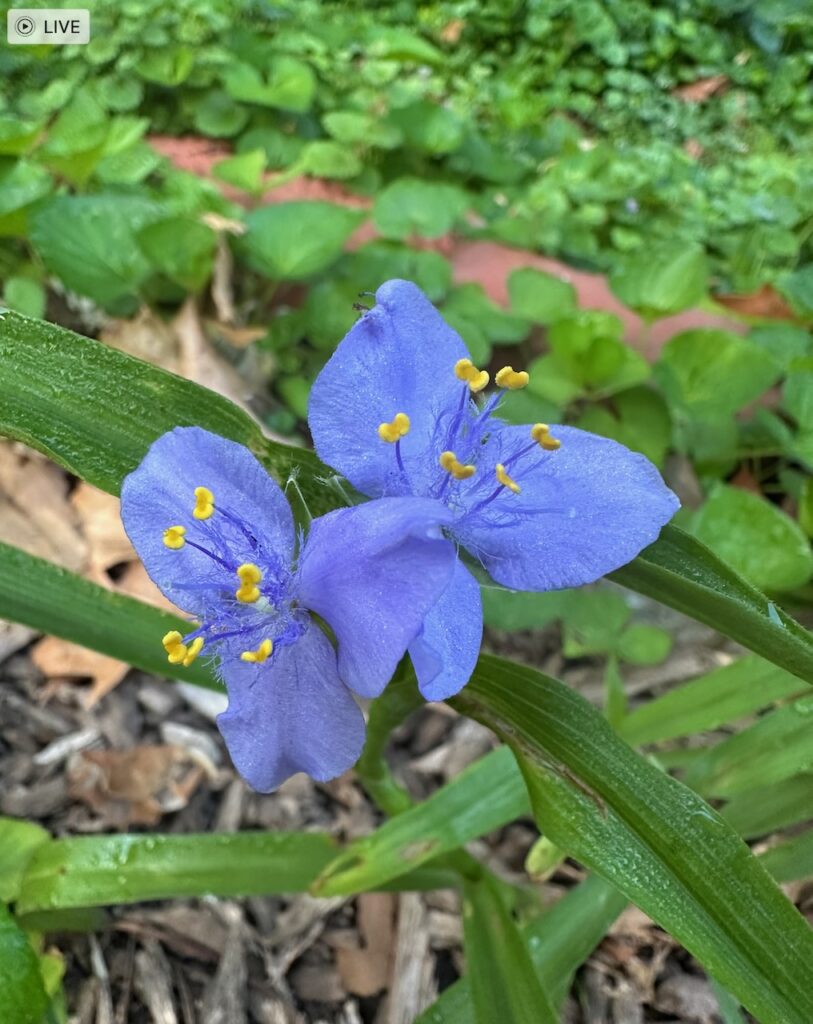 This is the native flower Ohio spiderwort to show how to help firefly population.
