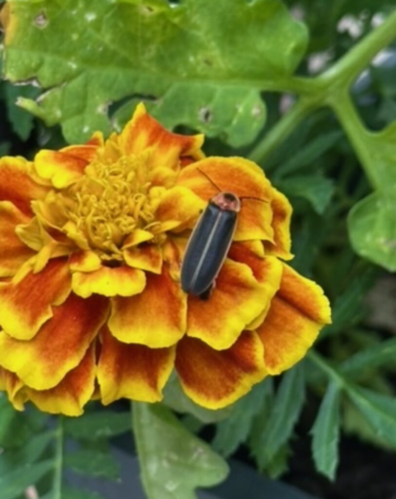 This is a lightning bug on a marigold to show how to help lightning bugs.