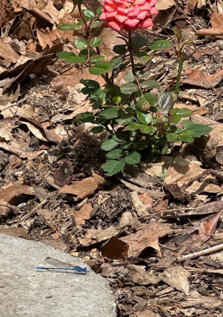 This is a small rose surrounded by leaves and a damselfly to show how to leave the leaves, leavetheleaves.