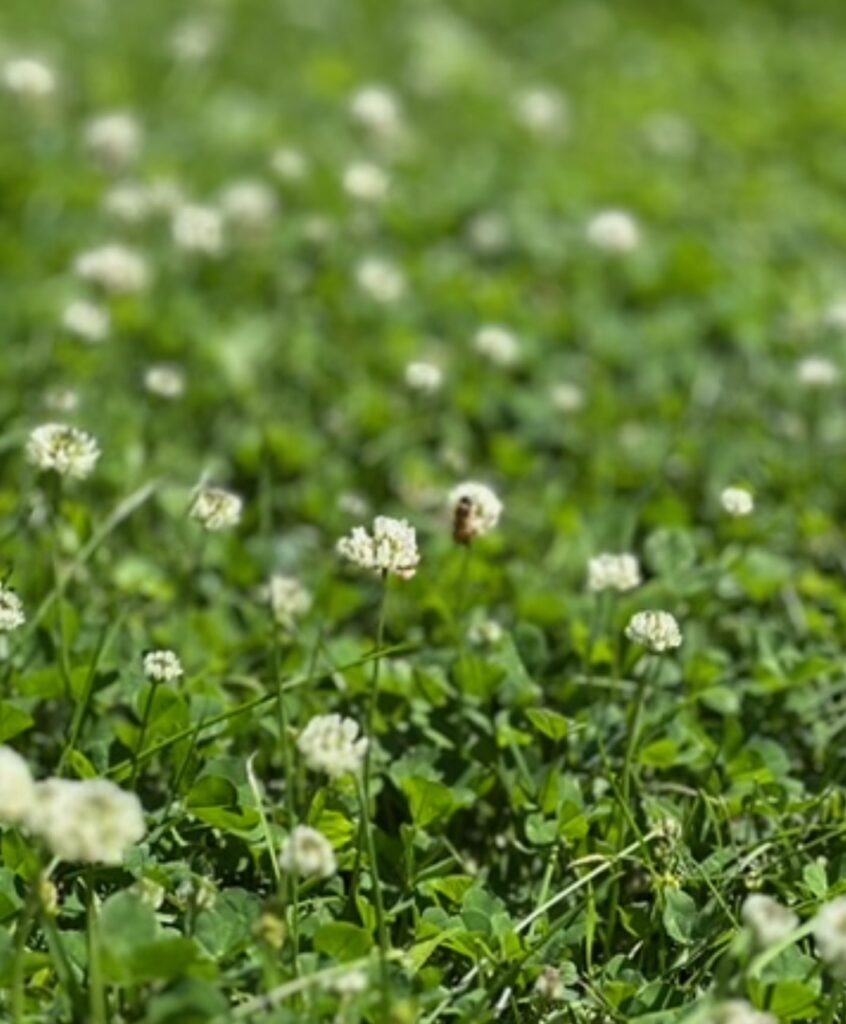This is a yawn full of clover to share about lightning bugs season.