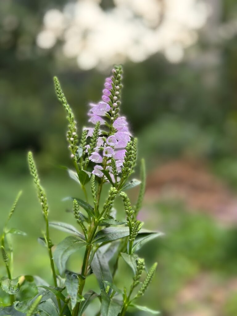 This is an obedient plant to show obedient plant leaves.